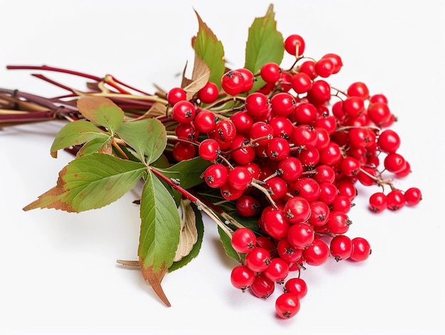 Bacche fresche di Viburnum rosso isolate su bianco