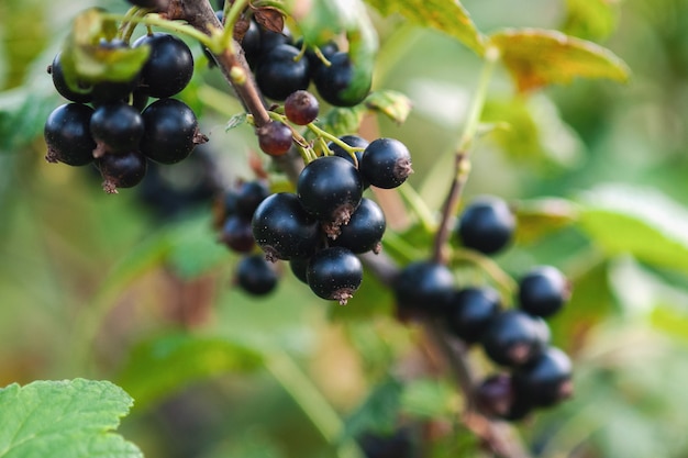 Bacche mature del ribes nero che crescono sul cespuglio