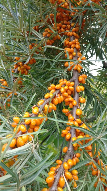 Bacche mature dell'olivello spinoso su un ramo