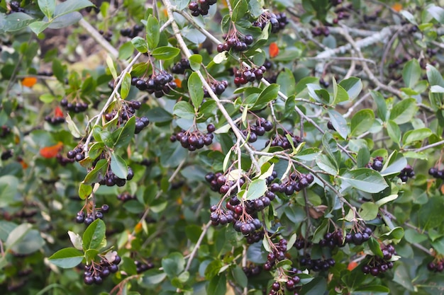 Bacche mature di aronia nera sul ramo di un albero nel parco autunnale.