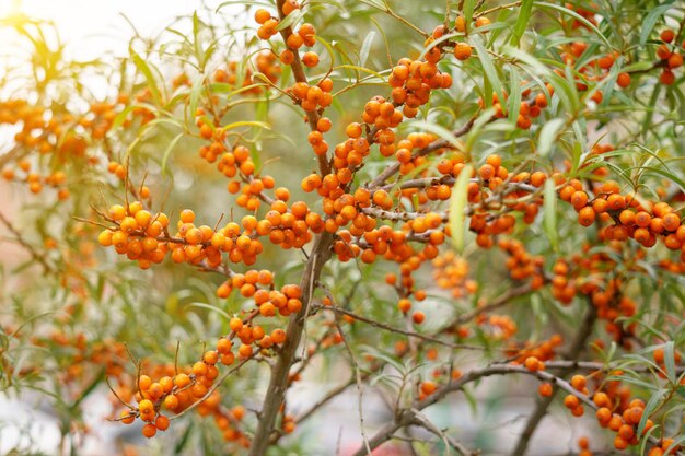 Bacche mature di olivello spinoso Hippophae rhamnoides L'uso di succhi composte vini olio di olivello spinoso Messa a fuoco selettiva