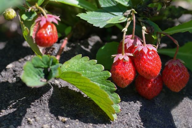 Bacche mature di Victoria, primo piano delle fragole nel giardino. Fotografia orizzontale