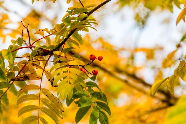 Bacche mature su un albero di sorbo in autunno