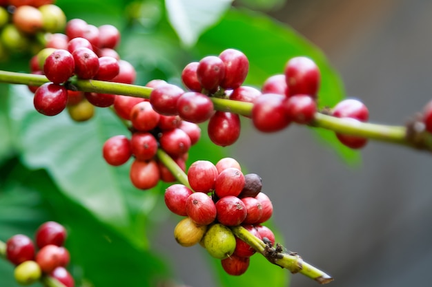 Bacche mature sulla pianta del caffè in azienda agricola. Cibo e bevande caffè