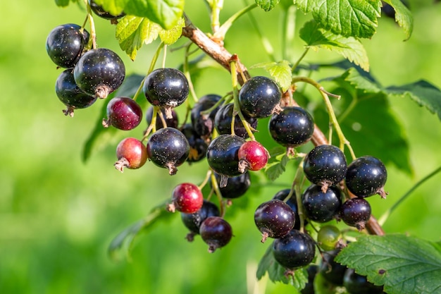 Bacche nere di ribes su sfondo verde in una macrofotografia di un giorno d'estate