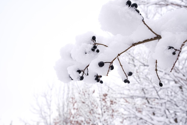 Bacche nere innevate su un ramo di un albero su uno sfondo bianco in inverno nella neve un posto per il testo
