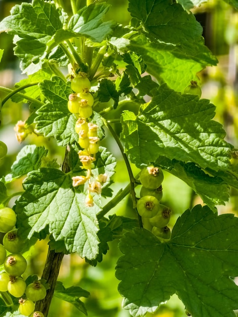 Bacche non mature di ribes nigrum bacche mature in giardino