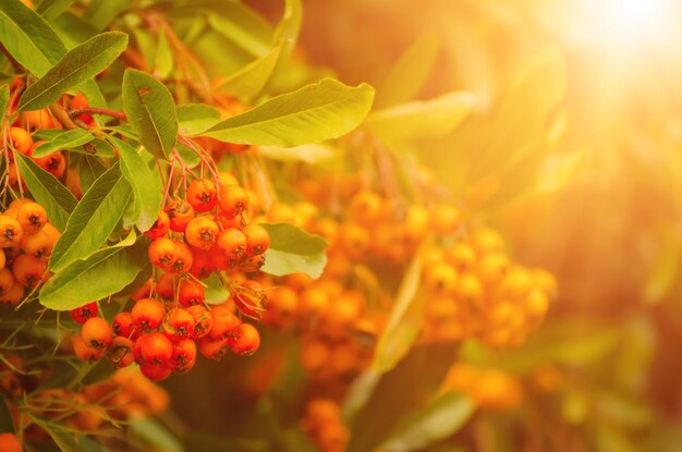 Bacche rosse autunnali di Pyracantha con foglie verdi naturali e soleggiate stagionali autunnali