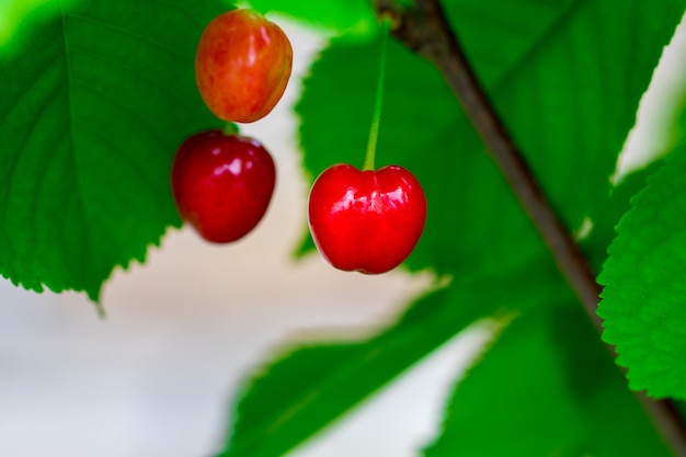 Bacche rosse ciliegia su un ramo di albero da vicino.