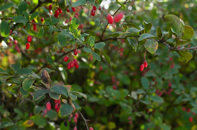 Bacche rosse con foglie verdi sul cespuglio Ora legale Pianta verde con piccole bacche rosse Cespuglio nel parco