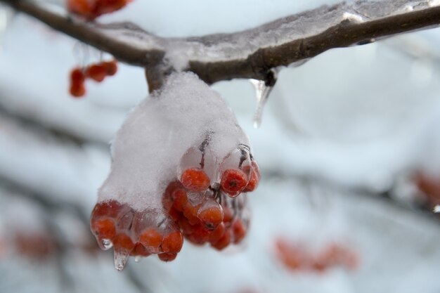 bacche rosse congelate e neve