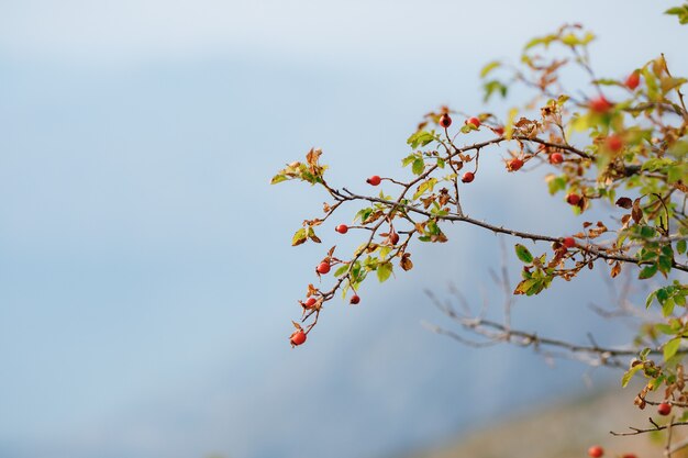 Bacche rosse del cinorrodo sui rami dell'arbusto