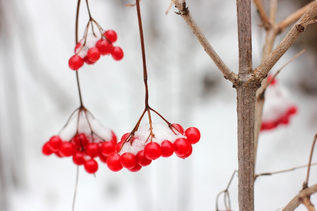 Bacche rosse del viburnum in neve su un ramo