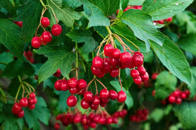 Bacche rosse del Viburnum sull'albero