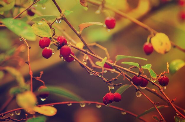 Bacche rosse di biancospino in natura autunno stagionale sfondo vintage