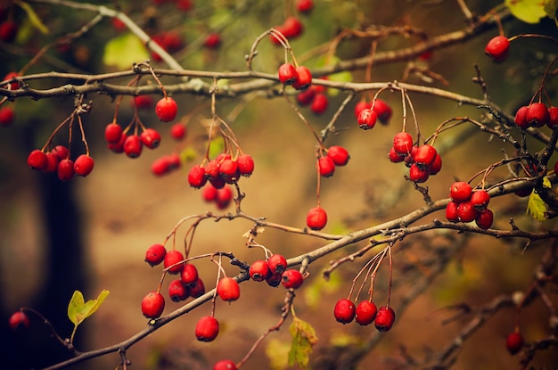 Bacche rosse di biancospino in natura, sfondo stagionale autunnale