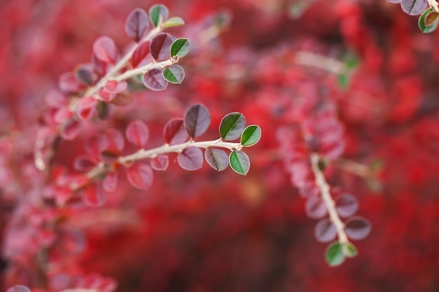 Bacche rosse di cotoneaster di uva ursina.