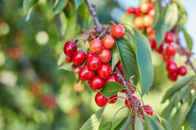 Bacche rosse di una ciliegia su un ramo