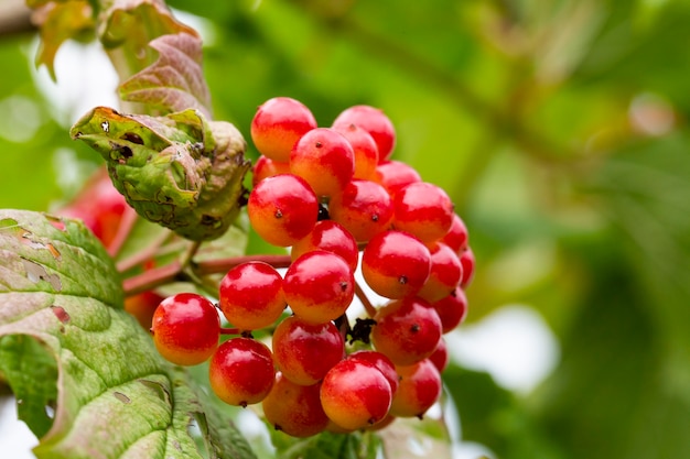 Bacche rosse di viburno con rugiada sui rami Le bacche fresche sono usate in medicina come diaframmi lassativi...