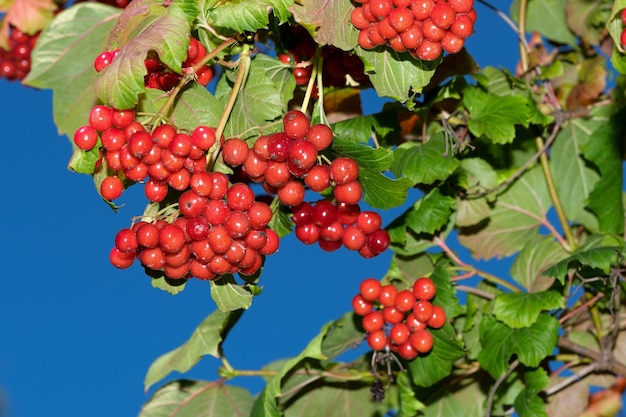 Bacche rosse di viburno in grappoli su un ramo in una soleggiata giornata estiva ravvicinata