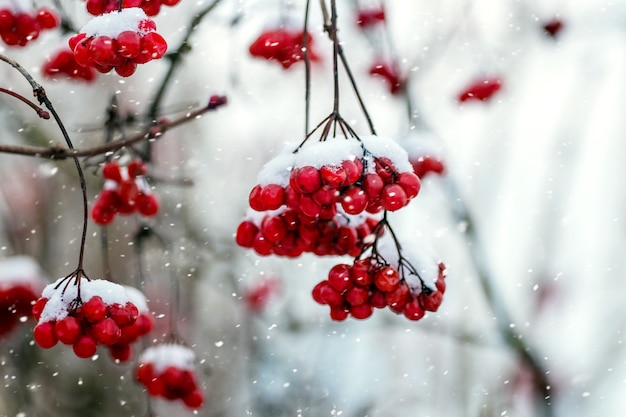 Bacche rosse di viburno in inverno su un albero durante una nevicata