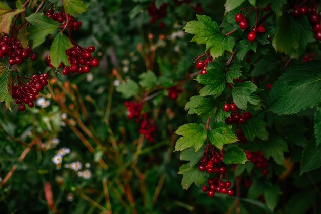 bacche rosse di viburno in una giornata piovosa