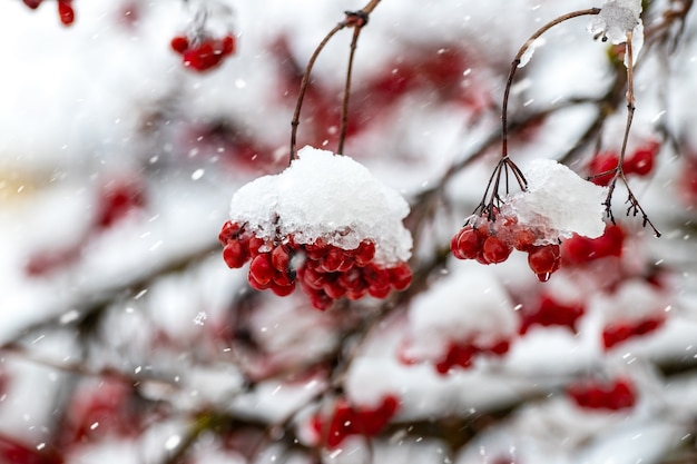 Bacche rosse di viburno innevate in inverno