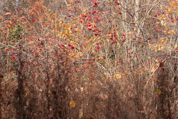 Bacche rosse di viburno sul ramo nel giardino