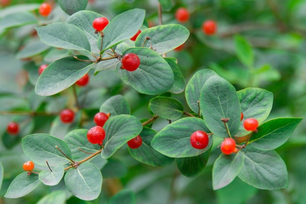 Bacche rosse di wolfsbane sul cespuglio