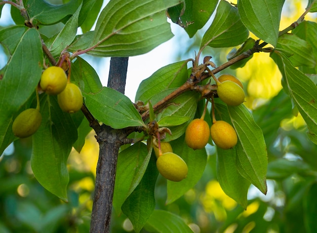 Bacche rosse e verdi di corniolo mature Cornus mas su un ramo in una giornata di sole in Grecia