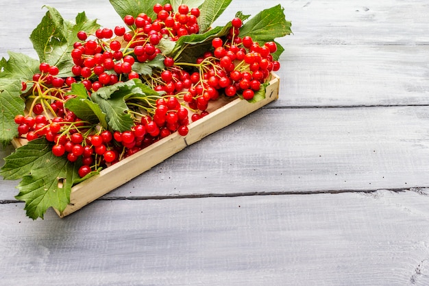 Bacche rosse fresche di viburno con le foglie verdi sui rami