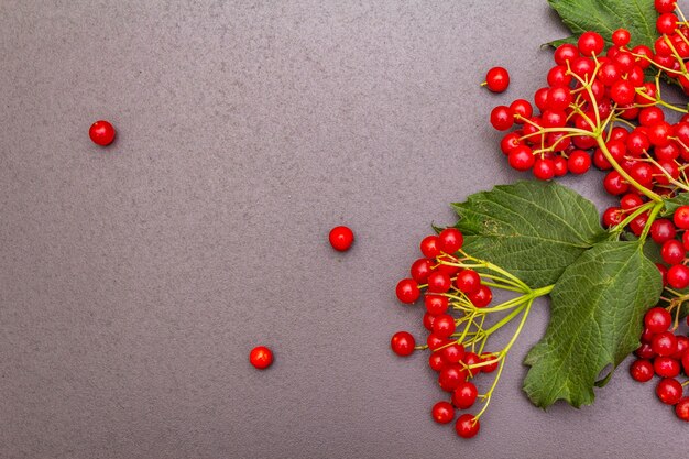 Bacche rosse fresche di viburno con le foglie verdi sui rami