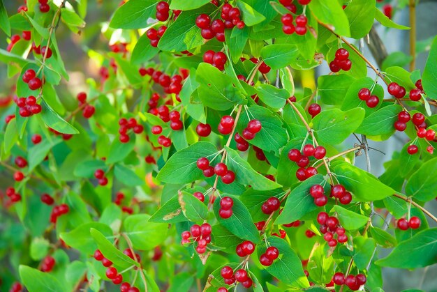 Bacche rosse in foglie verdi