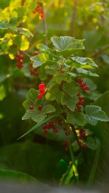 Bacche rosse luminose di ribes rosso maturo alla luce del sole al tramonto Immagine con messa a fuoco selettiva