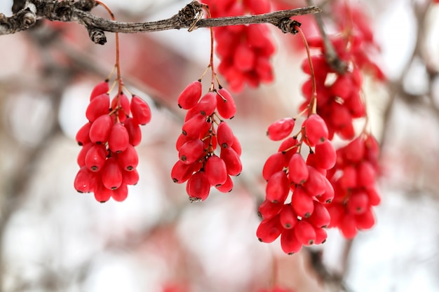 Bacche rosse mature del crespino, berberis vulgaris, ramo, autunno, neve