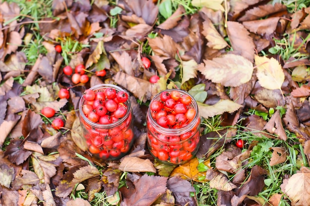 Bacche rosse mature della pianta di Crataegus laevigata. Biancospino di Midland, frutti di mayflower in barattolo di vetro su sfondo di foglie autunnali nel parco autunnale.
