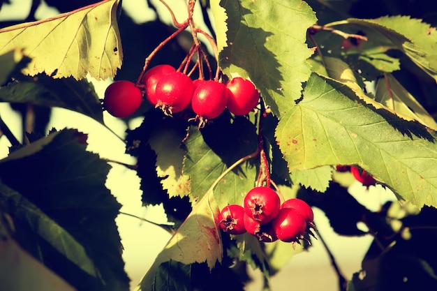 Bacche rosse mature di biancospino o thornapple. Crataegus, pianta di biancospino monoseme.