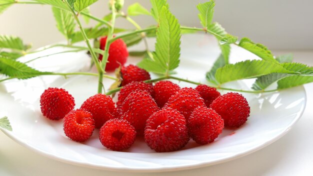 Bacche rosse mature di lampone tibetano con foglie verdi sul ramo su piatto bianco