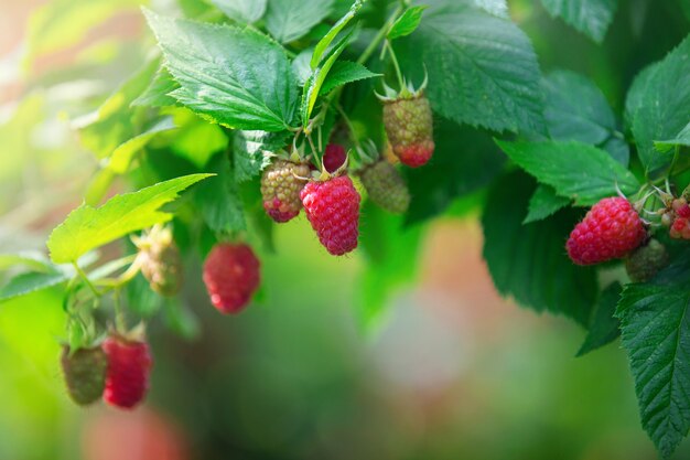 bacche rosse mature di riparazione di lamponi su un ramo