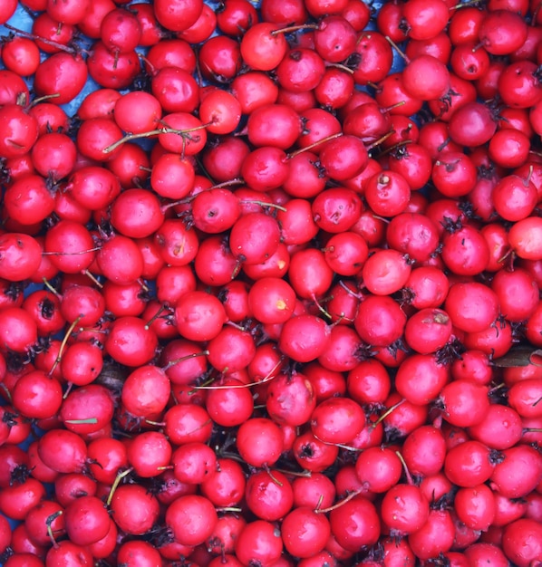 Bacche rosse mature di thornapple o crataegus comune pianta di biancospino