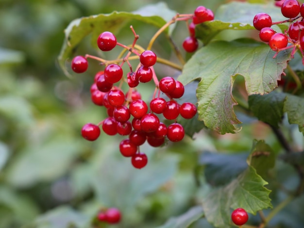 bacche rosse mature di Viburnum Opulus da vicino