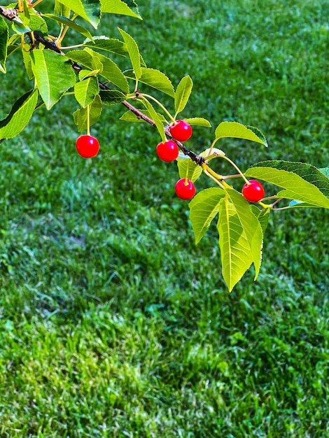 Bacche rosse mature sul ciliegio sullo sfondo verde erba Giardino estivo