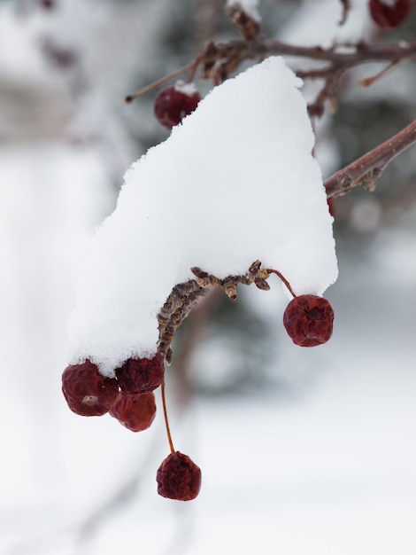 Bacche rosse nella neve.