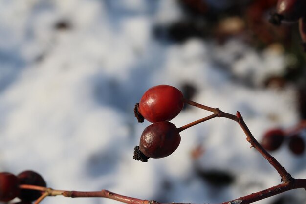 bacche rosse nella neve