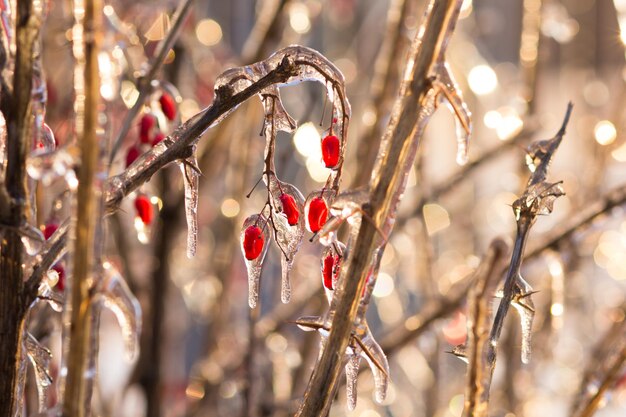 Bacche rosse, rami e steli di cespugli in ghiaccio in inverno nella foresta