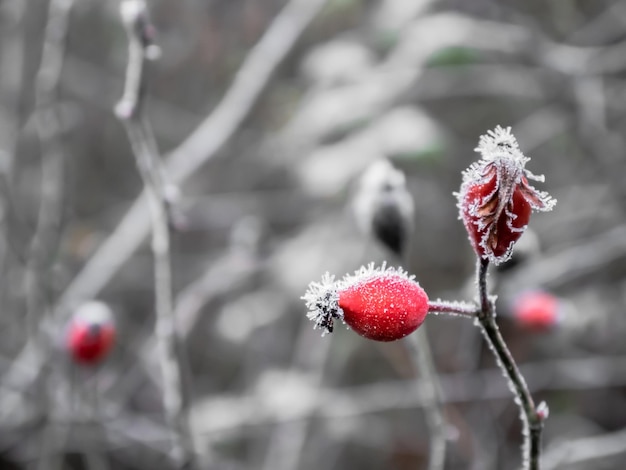 Bacche rosse selvatiche completamente congelate all'alba con uno sfondo di foresta completamente congelato