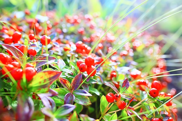 bacche rosse selvatiche in crescita sullo sfondo della natura settentrionale