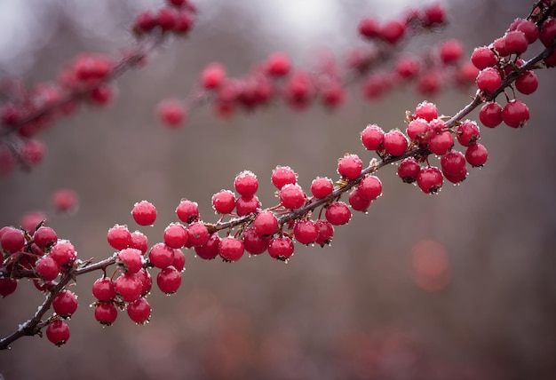 Bacche rosse selvatiche in inverno