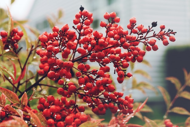 Bacche rosse su ramo