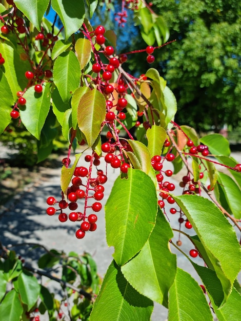 Bacche rosse su un albero con foglie verdi